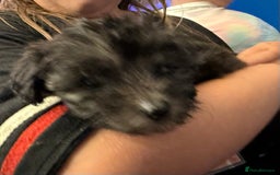 Mixed Breed dogs for sale: Cockerpoo cross puppies - Image 4