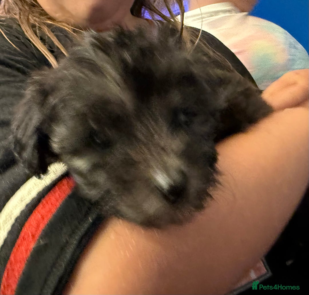 Mixed Breed dogs for sale: Cockerpoo cross puppies - Image 4
