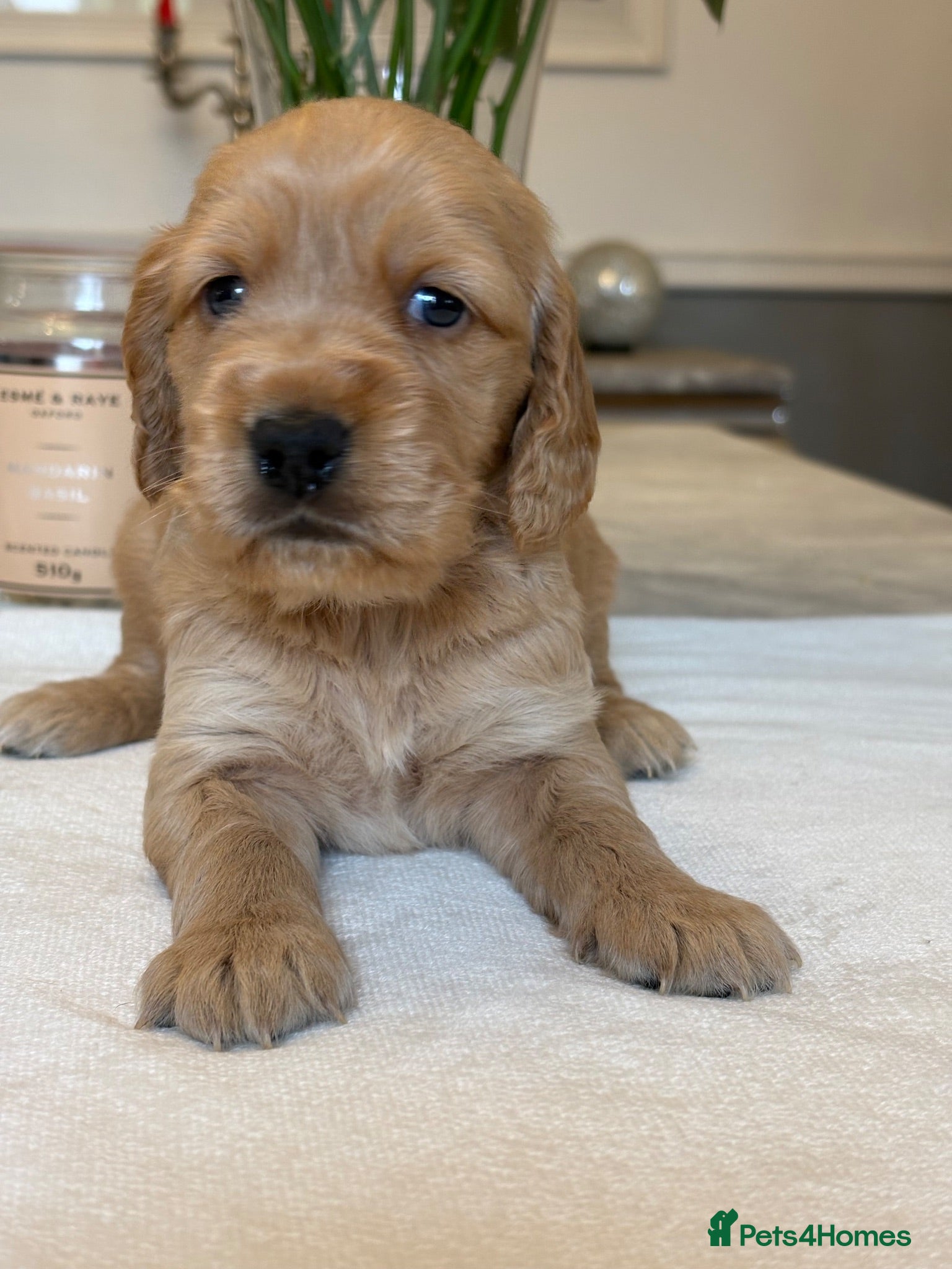 Mixed Breed dogs for sale: Mini golden retrievers ( DAKOTA SPORT RETRIEVERS)  - Advert 1
