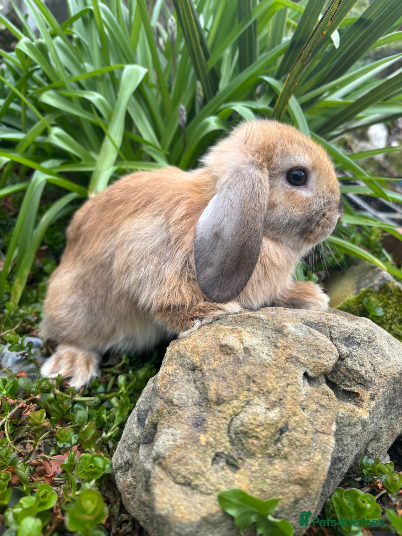 Mixed Breed rabbits 2 female / 2 males mini lops - Advert 1