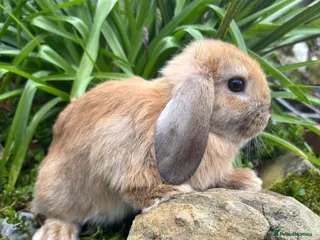 Mixed Breed rabbits 2 female / 2 males mini lops - Advert 1