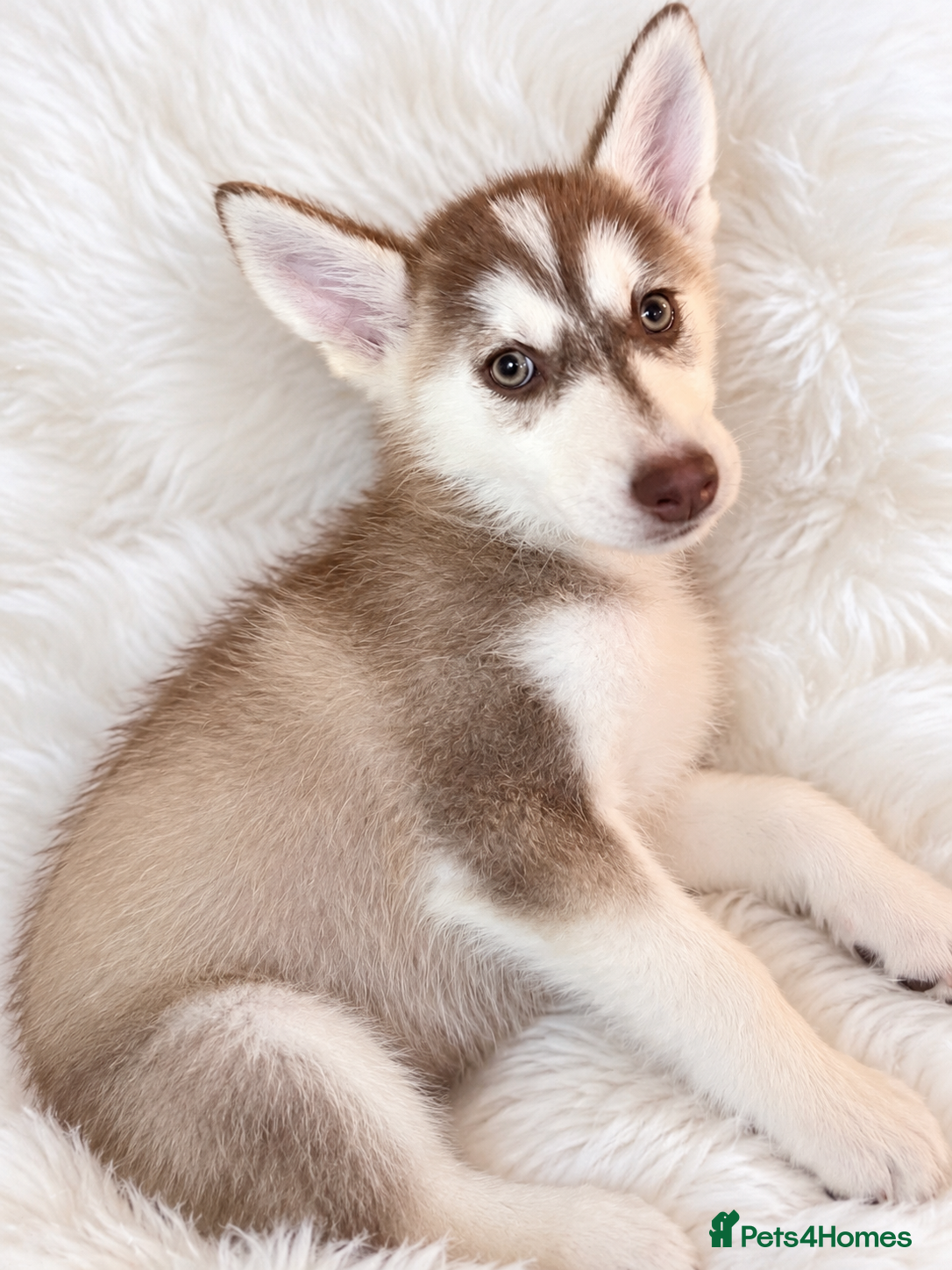 Siberian Husky dogs Stunning puppies ready to leave  - Advert 2