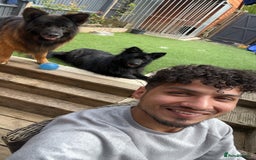 German Shepherd dogs for sale: German shepherd top class - Image 2