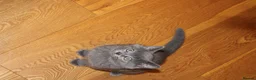 British Shorthair cats for sale: Pure British short hairs - Advert 13