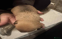 Chihuahua dogs for sale: Chihuahua girl pups  - Image 4