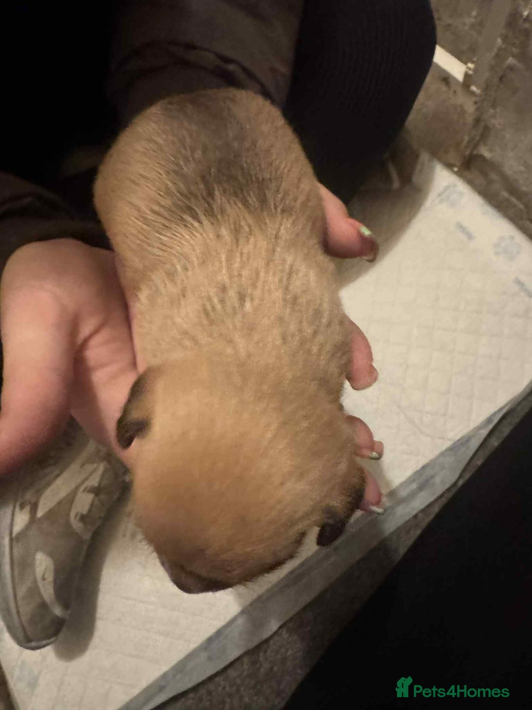 Chihuahua dogs for sale: Chihuahua girl pups  - Image 4