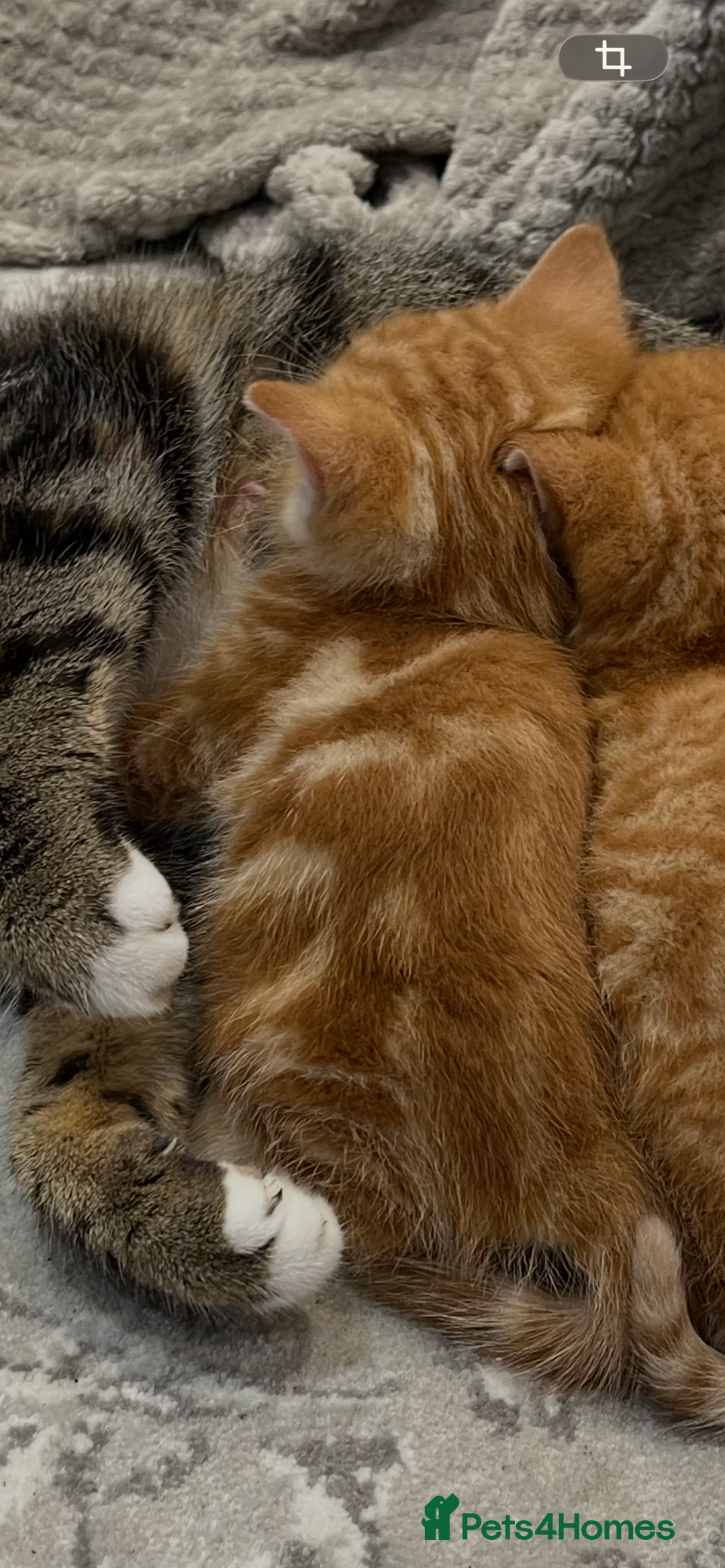 Domestic Shorthair cats for sale: Two male ginger, One female cali kittens - Advert 9