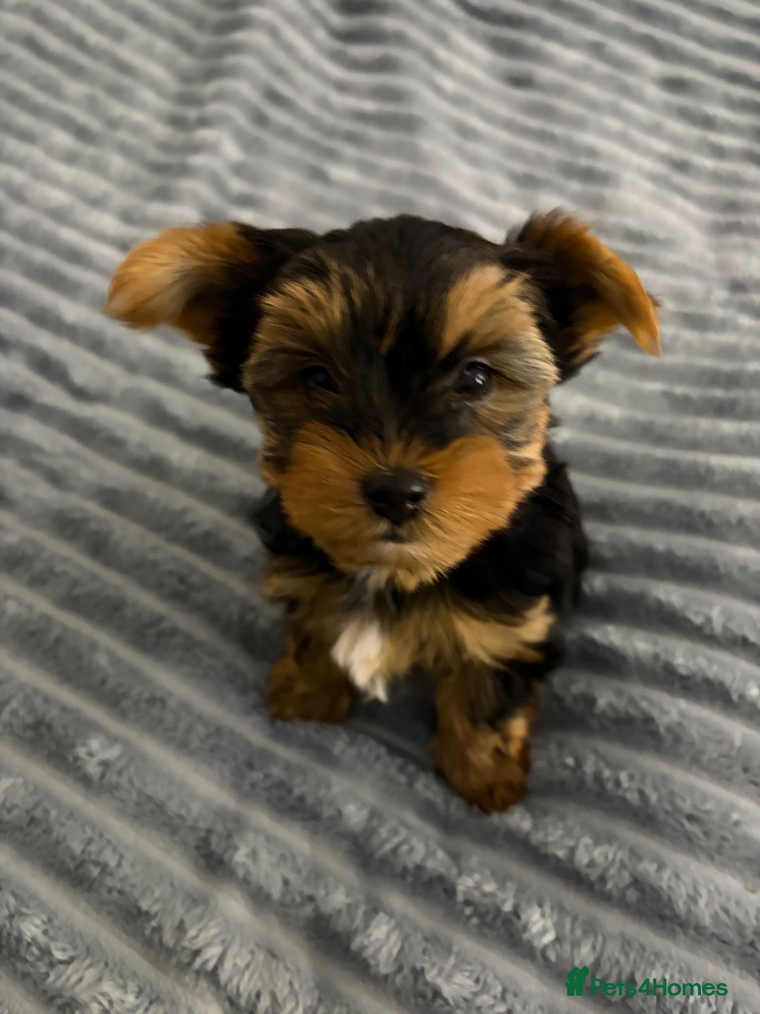 Yorkshire Terrier dogs for sale: Beautiful Yorkshire terrier Boys ready now 😻 - Advert 13