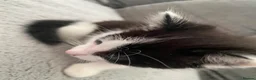Mixed Breed cats for sale: Beautiful kittens for sale - Advert 3