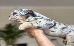 English Bulldog dogs for sale: Beautiful English Bulldog Puppies - Image 20