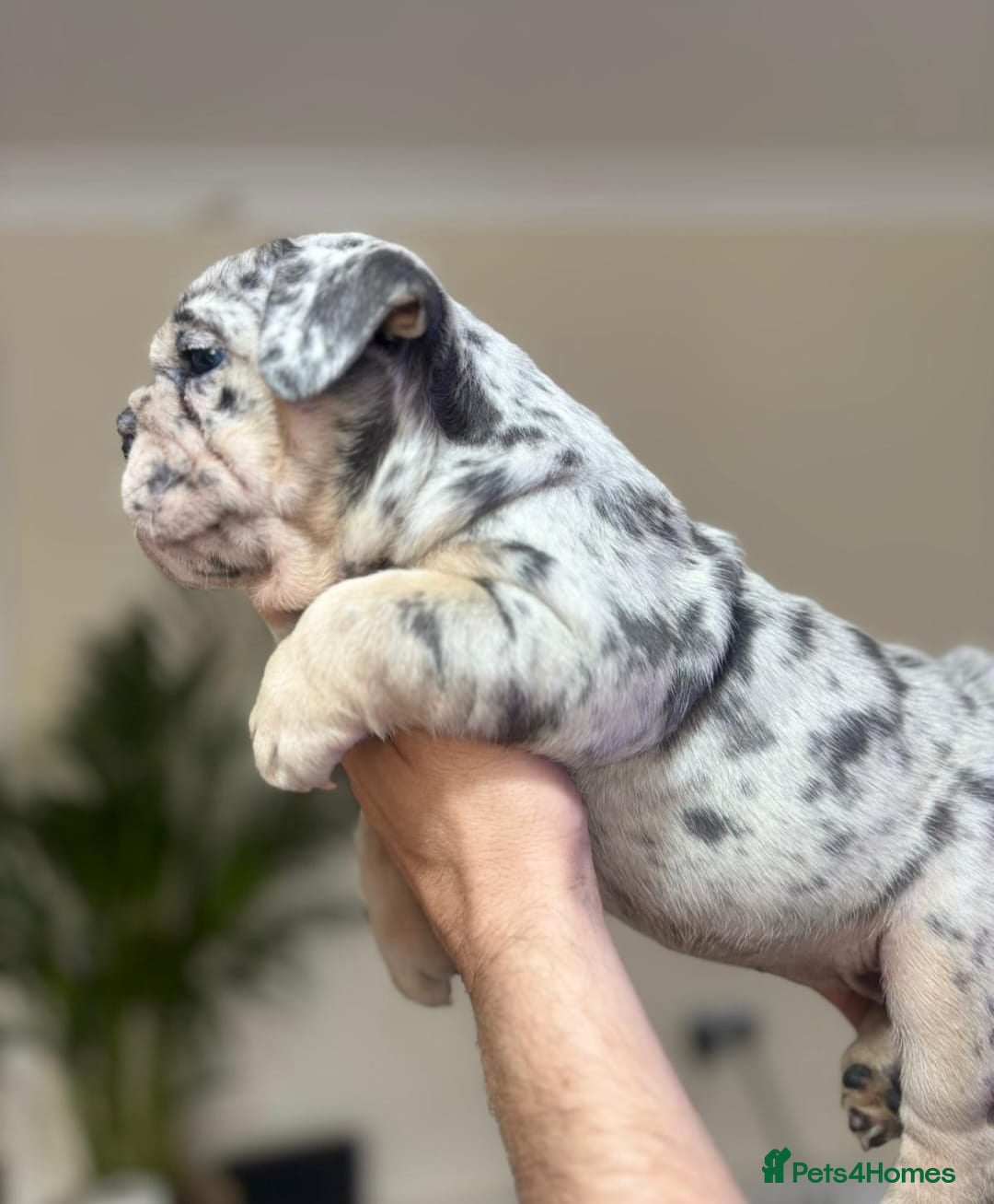 English Bulldog dogs for sale: Beautiful English Bulldog Puppies - Image 20