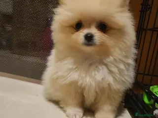 Pomeranian dogs Kc registered pomeranian puppies READY NOW💙🩷 - Advert 8