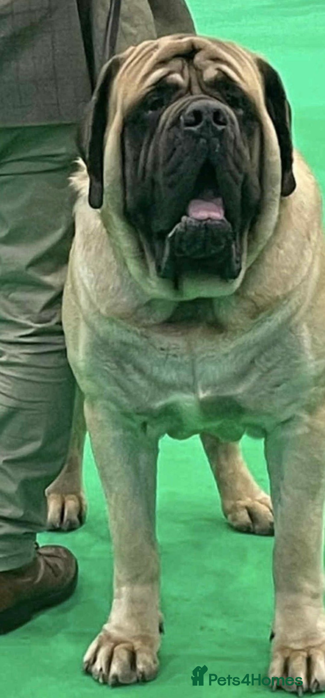 Mastiff dogs for sale: 8 week old kc reg English Mastiff female puppy - Advert 10