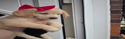 Golden Retriever dogs for sale: Golden retriever - Advert 29