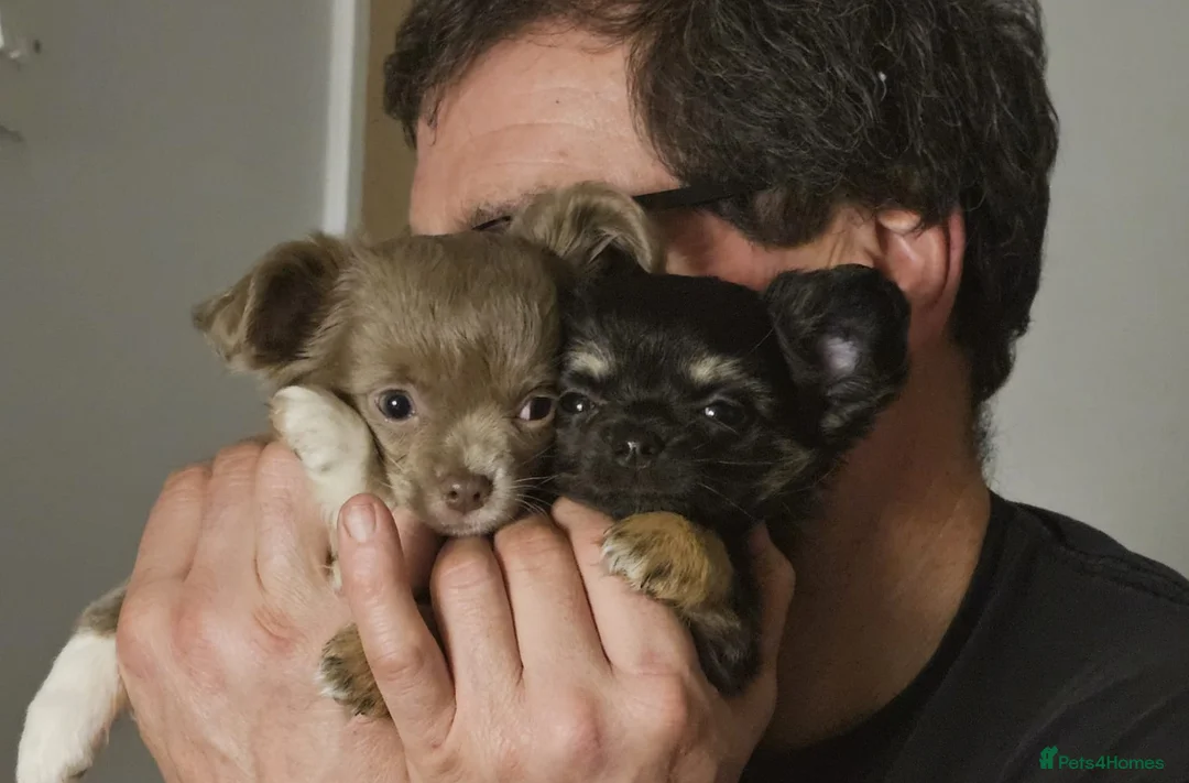 Chihuahua dogs for sale: Beautiful Black and Tan chihuahua boy  - Advert 1