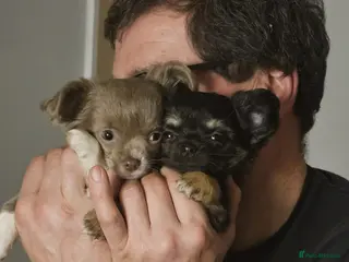 Chihuahua dogs Beautiful Black and Tan chihuahua boy - Advert 3