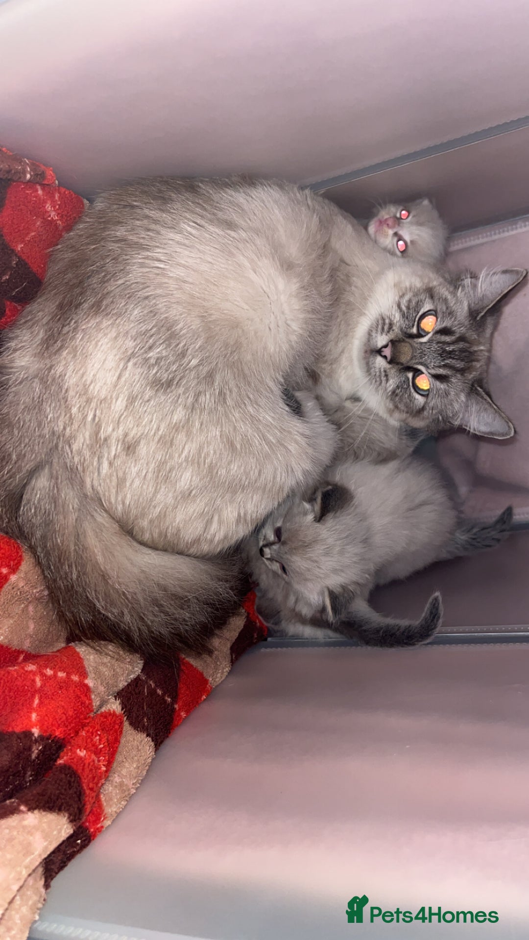 Ragdoll cats for sale: Beautiful Ragdoll kittens - Advert 2