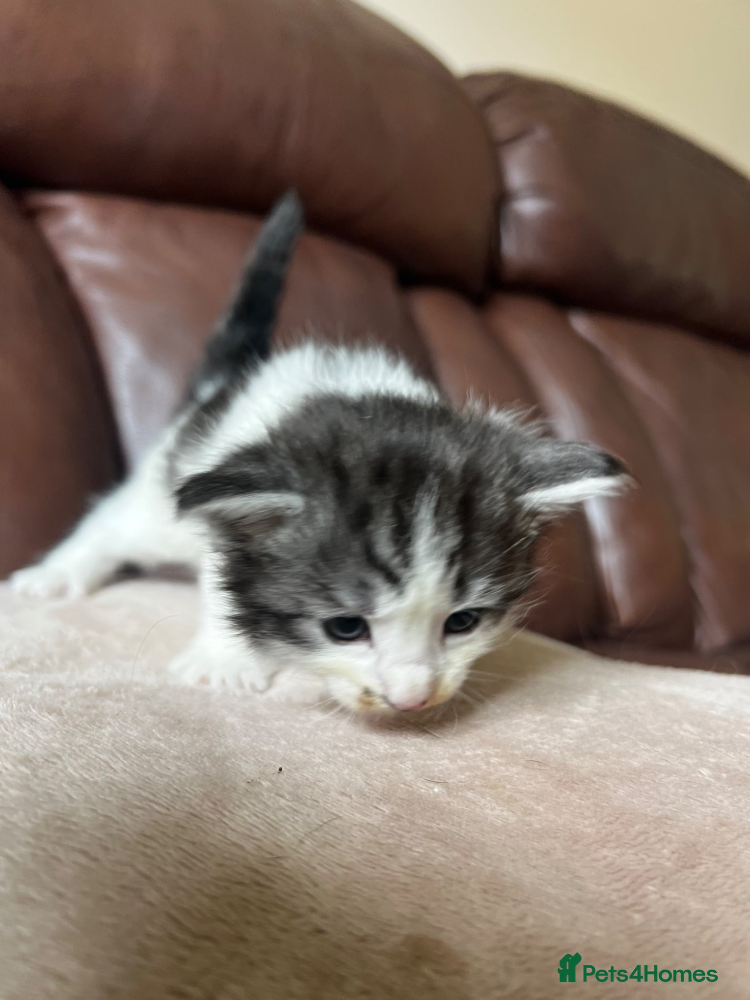 Mixed Breed cats for sale: Norwegian Forest x kittens - Advert 9