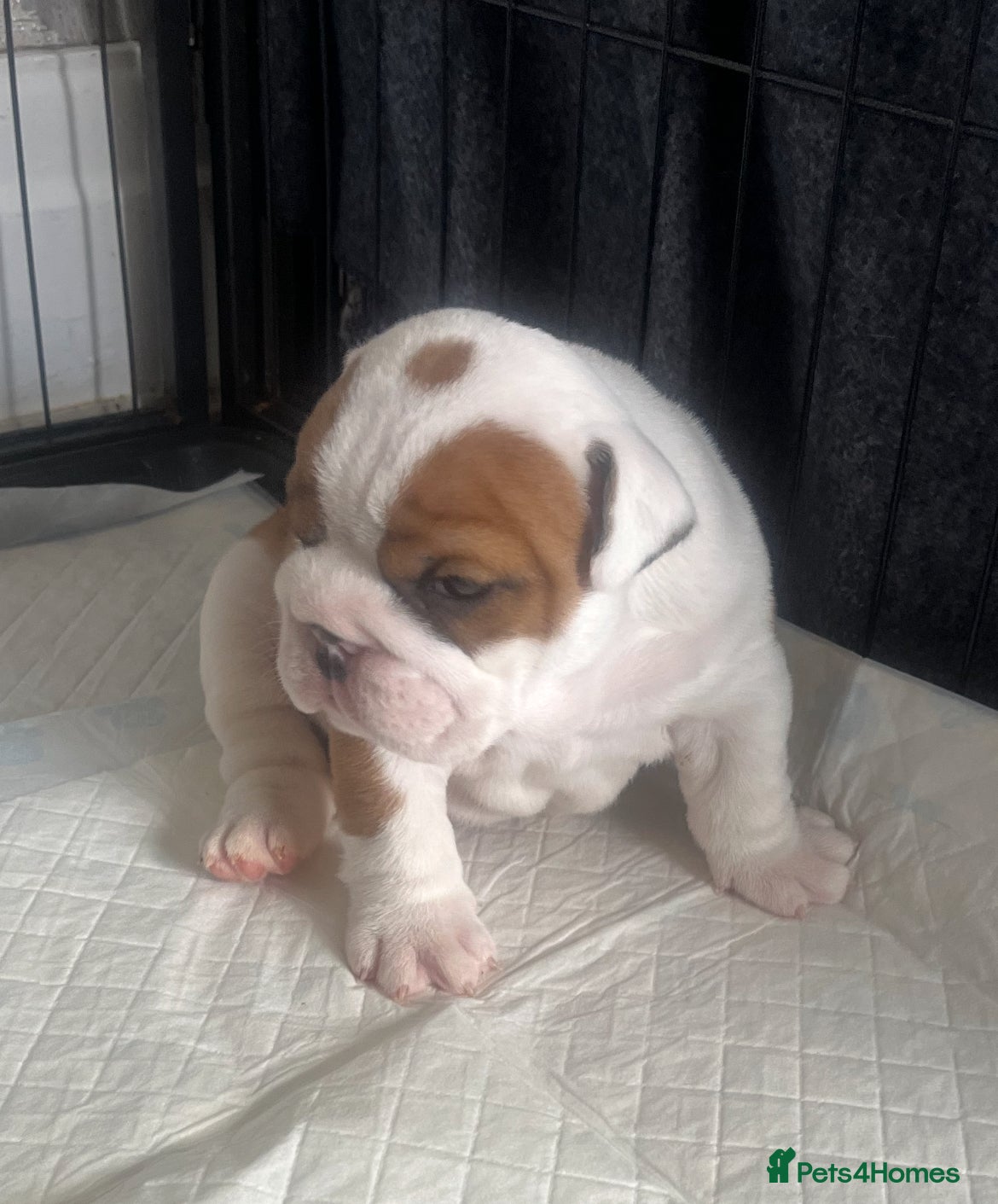 English Bulldog dogs 5 standard bulldogs silver health tested parents  - Advert 2