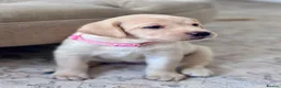 Labrador Retriever dogs for sale: Chunky yellow Labrador pups  - Advert 18