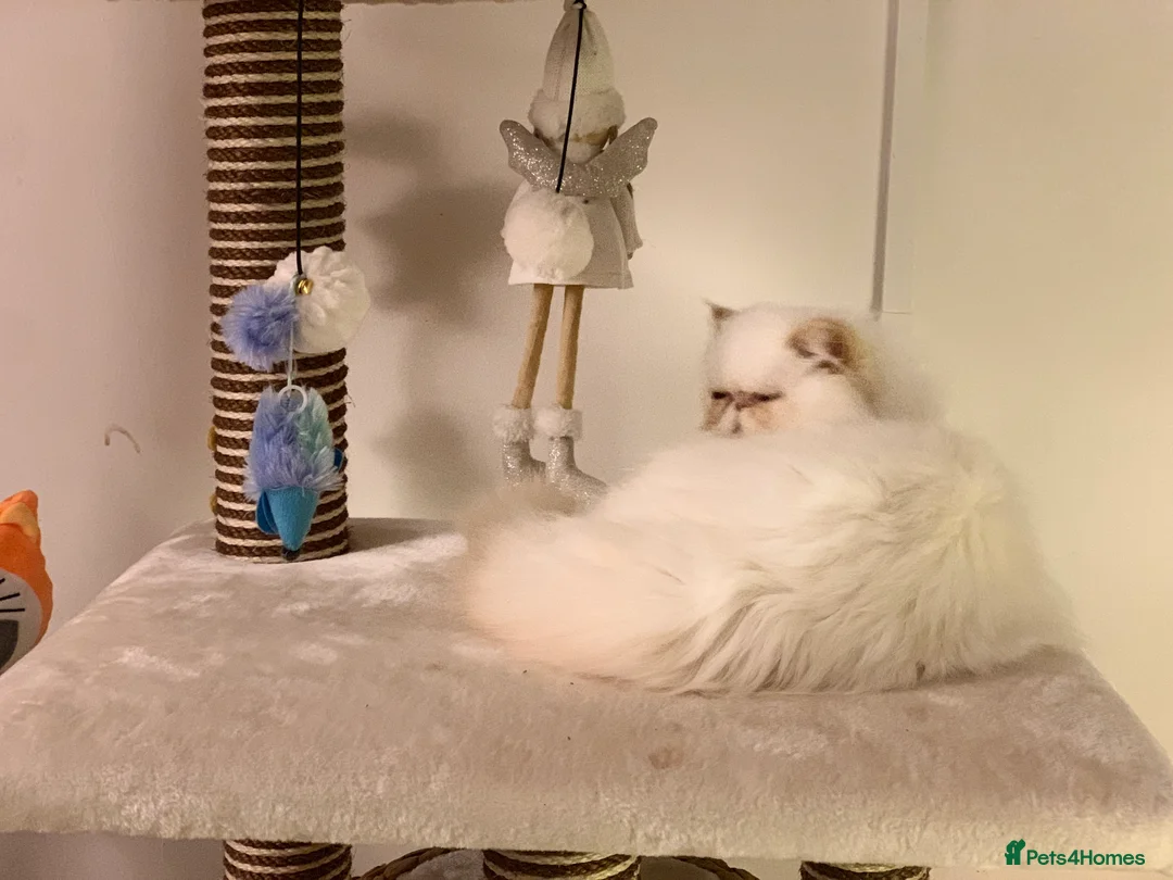 Persian cats for sale: Persian long and thick hair 5mo boy  - Advert 10