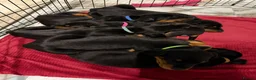 Dobermann dogs for sale: 2 LEFT,READY NOW,BEAUTIFUL DOBERMAN PUPPIES - Advert 19