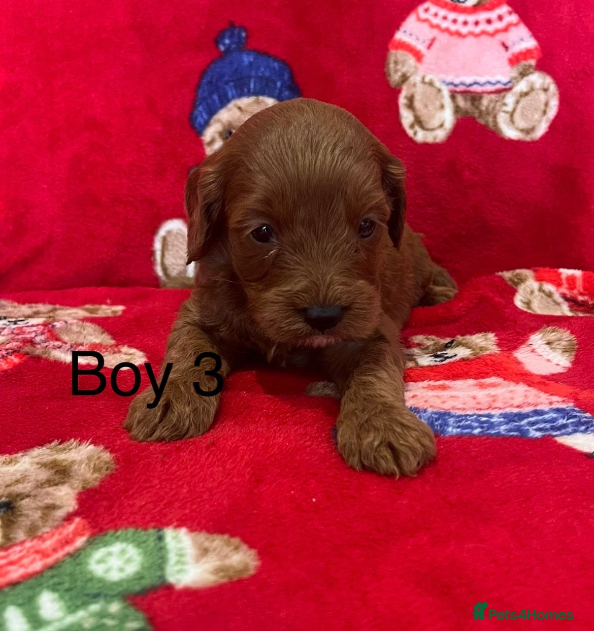 Cavapoo dogs 🐶 stunning F1B Cavapoos🐶 - Advert 2