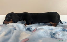 Miniature Dachshund dogs for sale: Stunning miniature dachshund  - Image 6