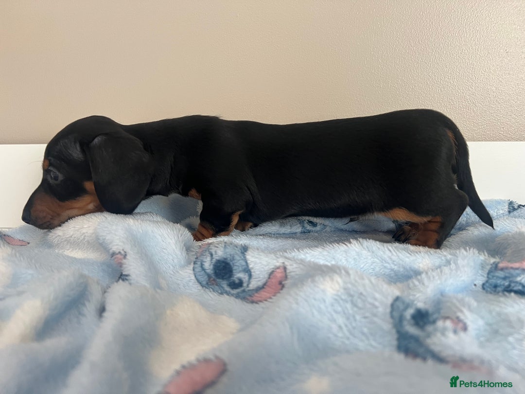 Miniature Dachshund dogs for sale: Stunning miniature dachshund  - Image 6