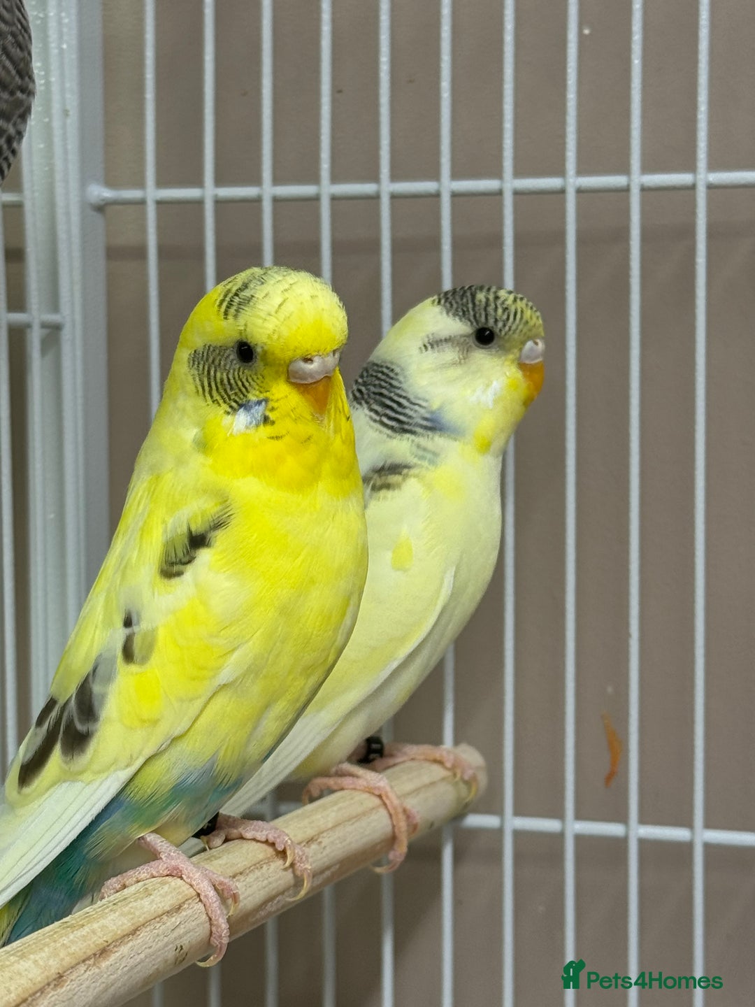 Budgerigars birds for sale: Baby Budgies  - Advert 2