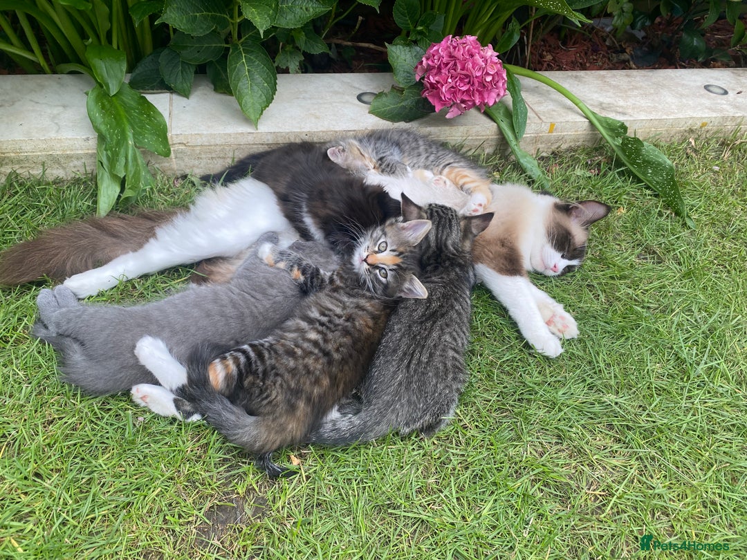 RagaMuffin cats for sale: 🐾 **Adopt Ragdoll-Shorthair Kitten!** 🐾 - Image 1