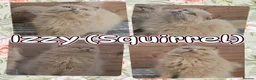 British Longhair cats for sale: 2 stunning pedigree girls. - Advert 2