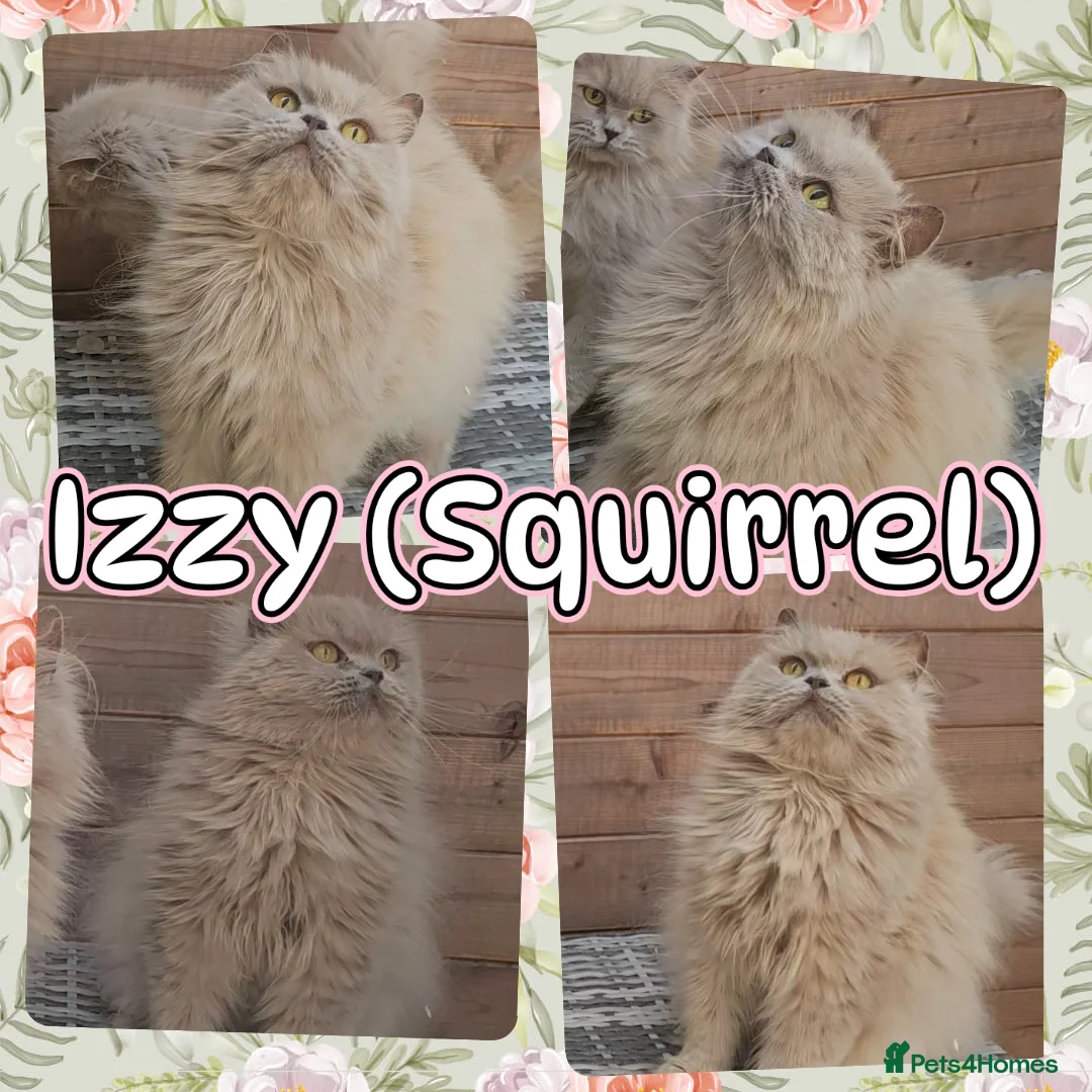 British Longhair cats for sale: 2 stunning pedigree girls. - Advert 2