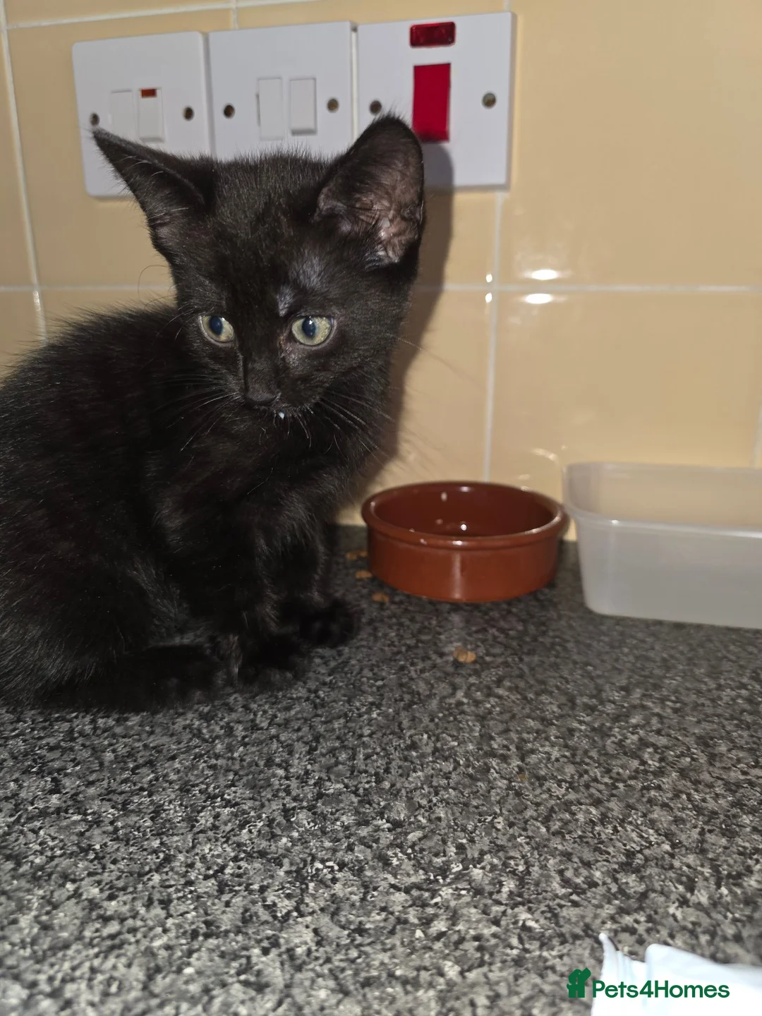 Mixed Breed cats for sale: Kittens looking for their forever homes - Advert 28