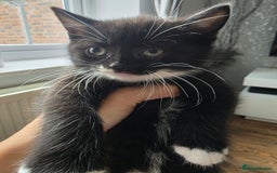 Scottish Fold cats for sale: Scottish Fold cross kitten  - Image 1