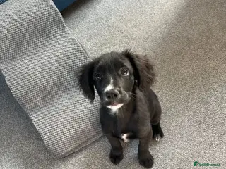 Cockapoo dogs Rocky - Advert 5