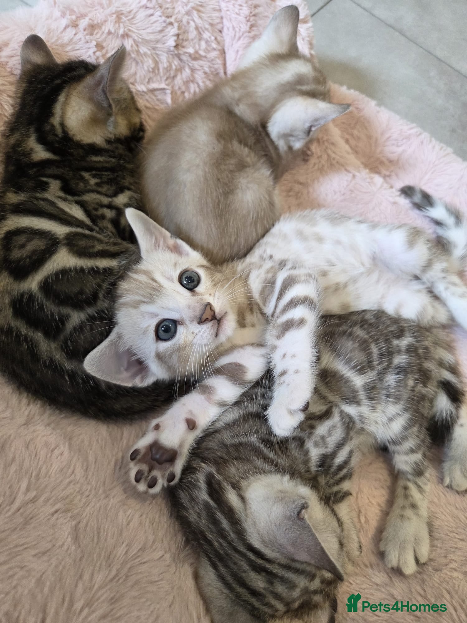 Bengal cats Pure Bengals Stunning Colour-ready for rezervation - Advert 2