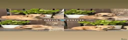 Golden Retriever dogs for sale: Chunky Pedigree Golden Retriever Puppy *READY NOW* - Advert 10