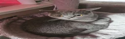 British Shorthair cats for sale: Blue British shorthair female (2y old) in Northwich - Advert 1