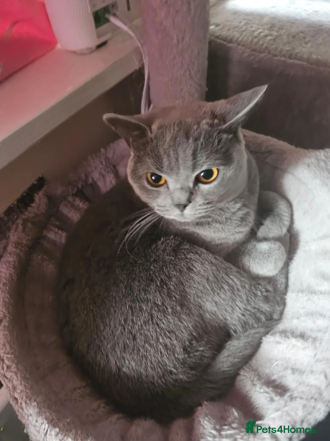 British Shorthair cats for sale: Blue British shorthair female (2y old) in Northwich - Advert 1