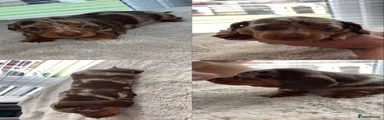 Dachshund Puppy 4