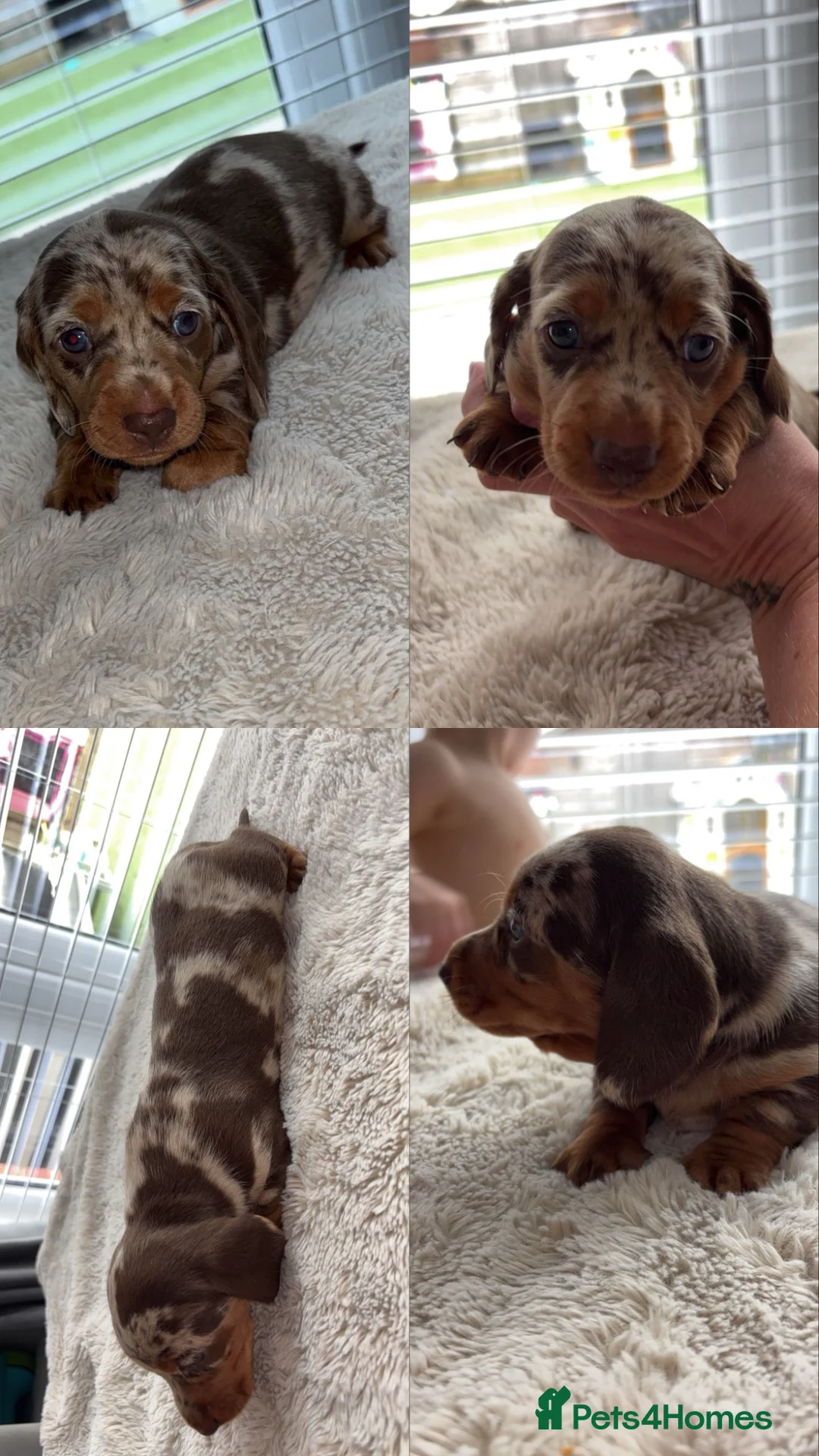 Dachshund dogs for sale: Miniature dashounds    in Leeds - Advert 2