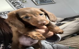 Miniature Dachshund dogs for sale: Stunning minature dachshund puppies - Image 21