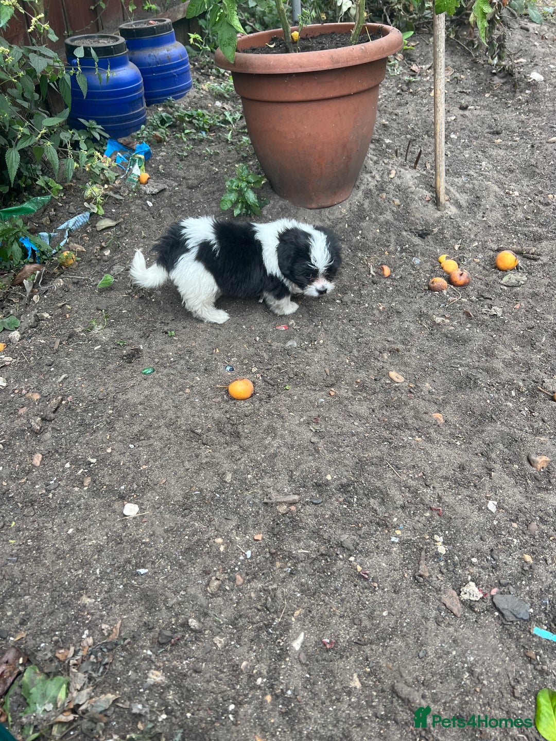 Maltese dogs for sale: Maltese - Image 2