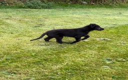 Irish Wolfhound dogs for sale: Irish wolfhound puppies - Image 9