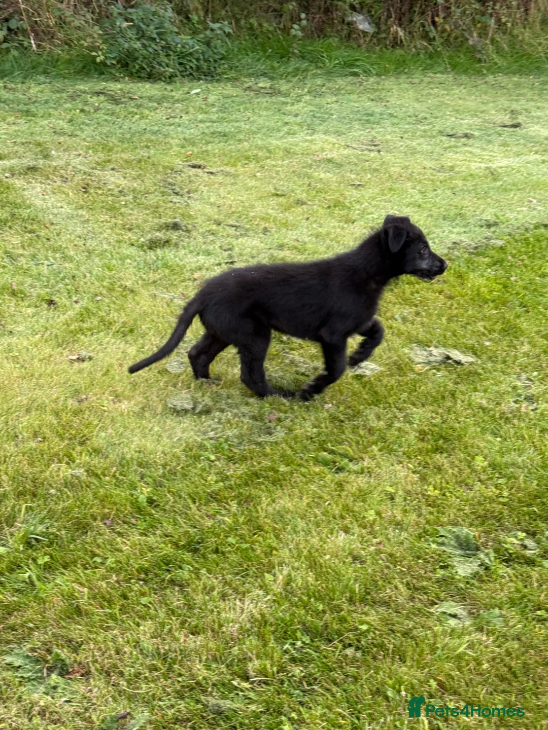 Irish Wolfhound dogs for sale: Irish wolfhound puppies - Image 9