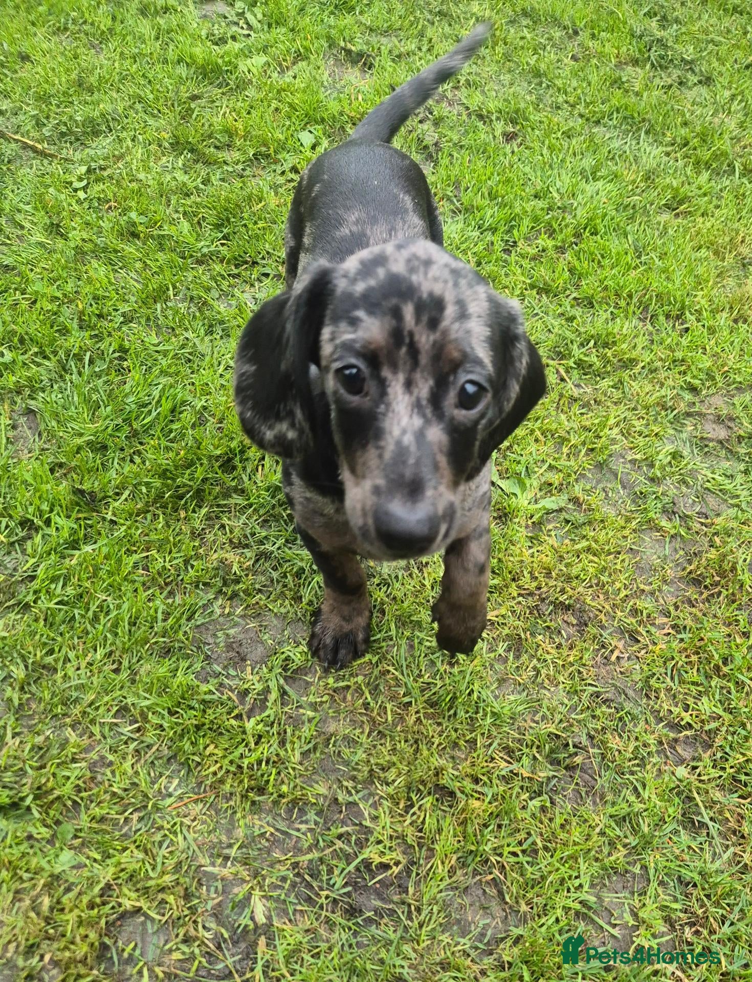 Mixed Breed dogs 🩷🩵💖💖 1 MALE DOXIEPOO PUP💖💖🩵🩷 - Advert 14