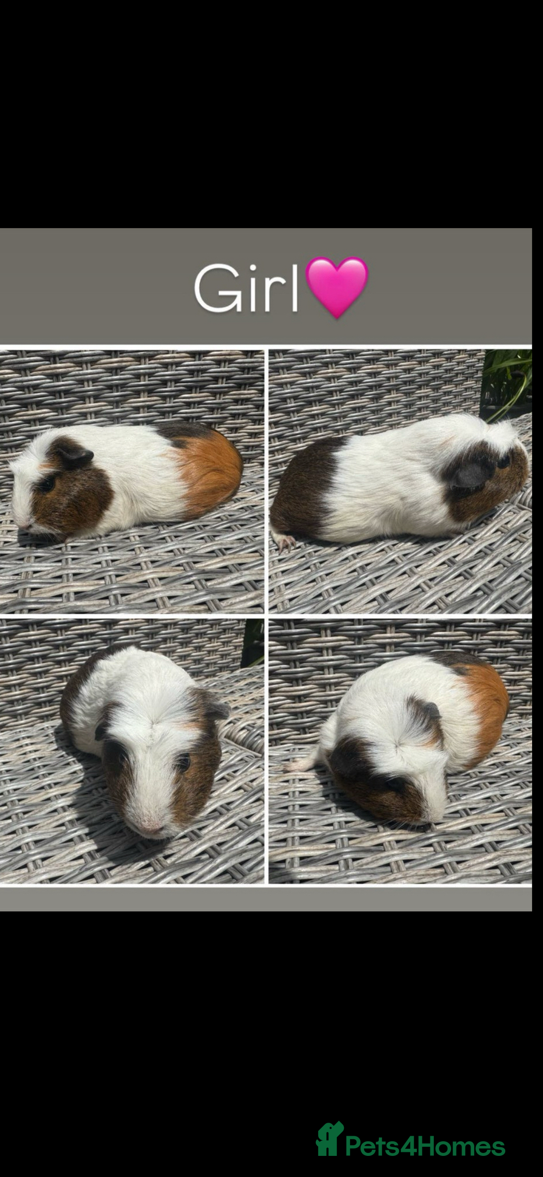 Guinea Pig rodents for sale: Mixture of Girl & Boy piggy’s looking for new laps - Advert 14