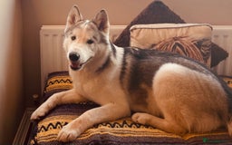 Alaskan Malamute dogs for sale: Beautiful Alaskan Malamute 11 months Old - Image 2