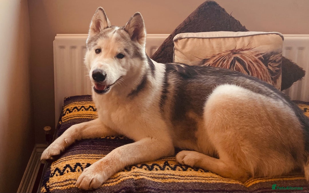 Alaskan Malamute dogs for sale: Beautiful Alaskan Malamute 11 months Old - Image 2